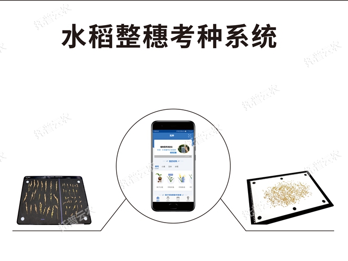 水稻整穗考種測量系統(tǒng)TPDS-X-1 plus